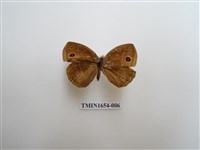 藏品(淺色眉眼蝶)的圖片